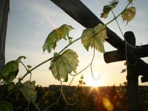 winobranie 2009